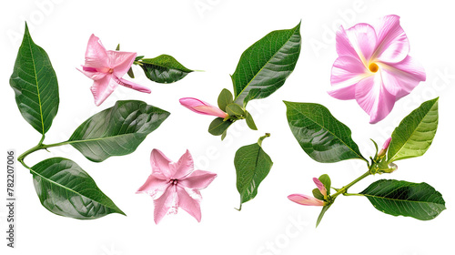 Mandevilla flower digital art in vibrant pink bloom, isolated on transparent background. Top view botanical illustration for summer garden designs.