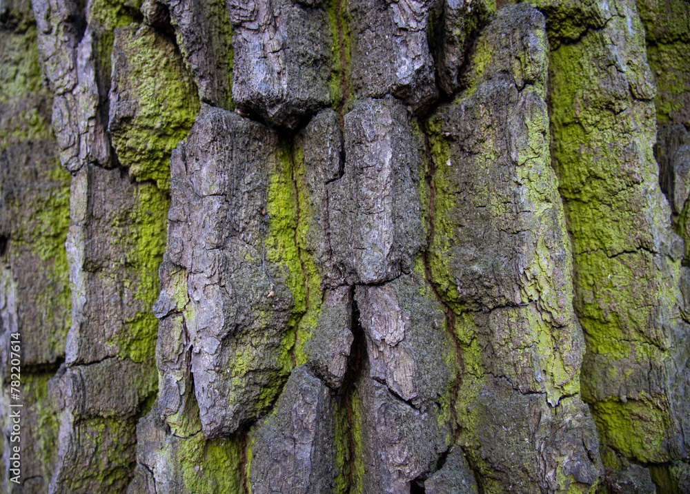 Tree bark close-up. Creases and cracks in the bark. Bark background Tree bark close-up. Creases and cracks in the bark. Bark background