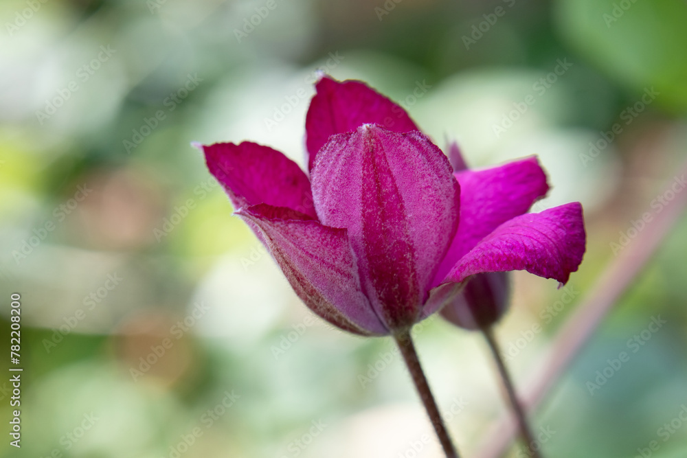 Clematis bud. A climbing spring plant. A half-open flower with petals, stamens and leaves. Garden decor. Clematis bud. A climbing spring plant. A half-open flower with petals, stamens and leaves. Garden decor.