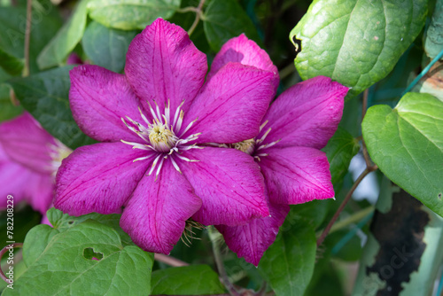 Clematis. A crimson flower with six petals and a yellow center. Open petals  stamens and pistil. A flowering climbing plant. Green leaves. A bindweed.