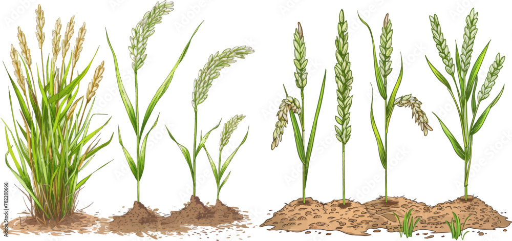 Fototapeta premium Sketch life stages of farm cereal. Hand drawn spikelets in soil