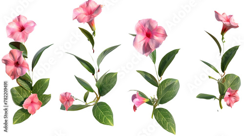 Mandevilla flower digital art in vibrant pink bloom  isolated on transparent background. Top view botanical illustration for summer garden designs.