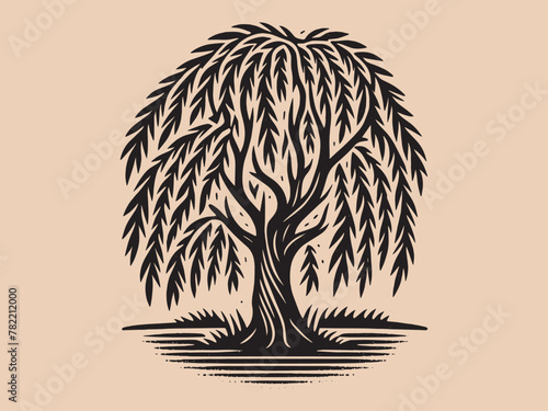 Willow tree. Old vintage engraving illustration. Hand drawn outline graphic. Logo, emblem, icon. Isolated object, cut out. black and white	