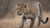 A-Leopard-With-Its-Muscles-Rippling-Beneath-Its-Co-