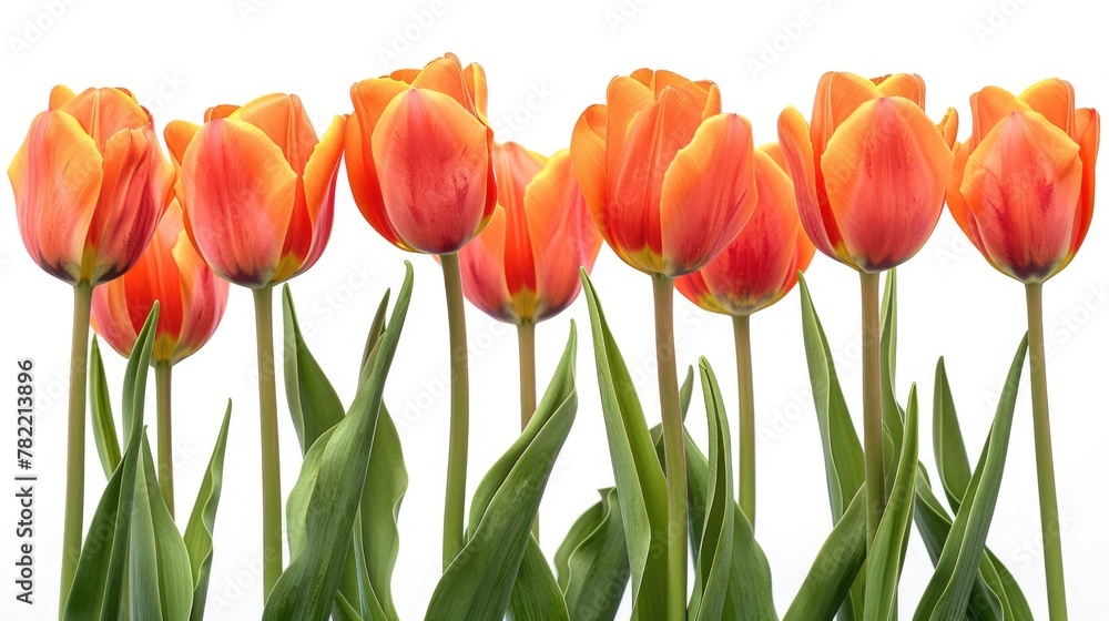 Bright orange tulips contrasted against vibrant green leaves. Perfect for spring-themed designs