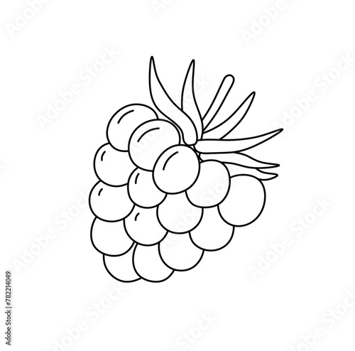 Vector isolated one single raspberry berry colorless black and white contour line easy drawing