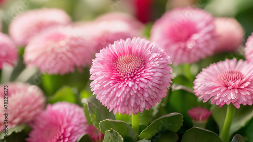 pink bellis