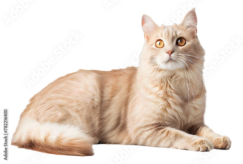 American Bobtail cat