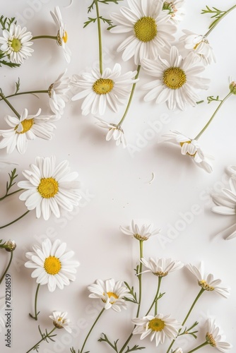 White flowers arranged on a clean white background, suitable for floral and minimalist concepts © Fotograf