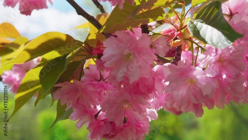 Blooming Japanese cherry blossom with pink flowers on the tree. Tranquility lifestyle cover.