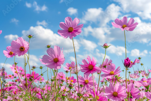 Vibrant Cosmos Flowers Blooming Under Sunny Blue Sky © Lidok_L