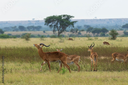 Ugandan kob in Queen Elisabeth national park