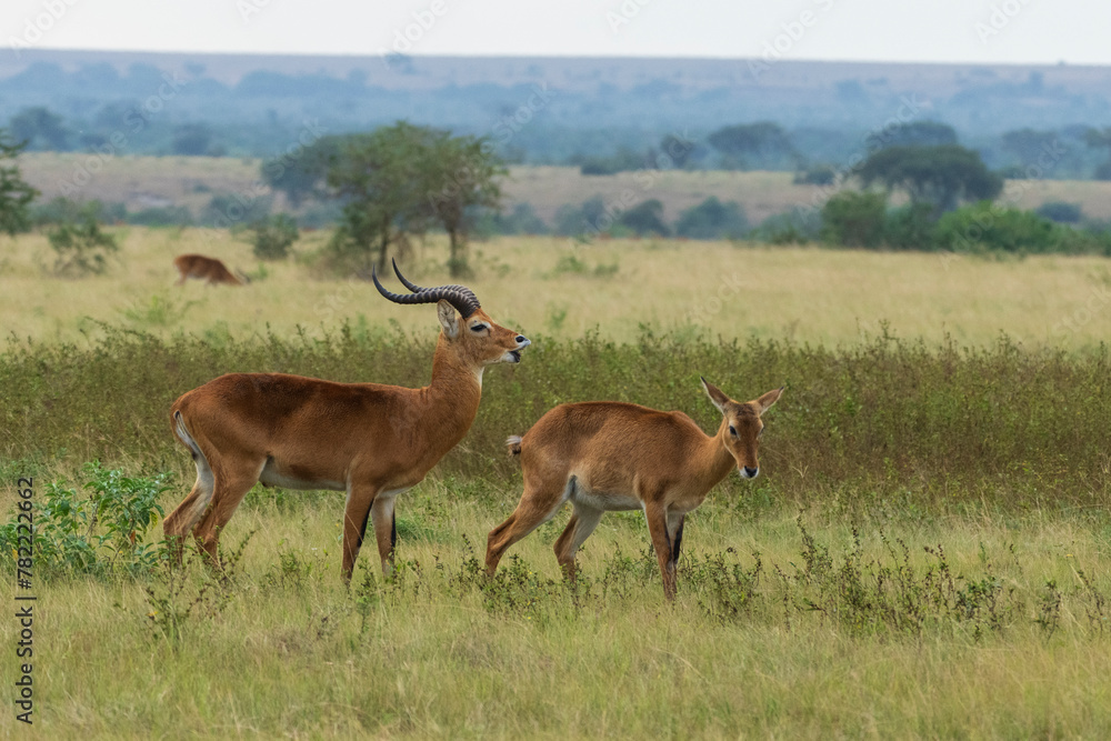 Ugandan kob in Queen Elisabeth national park Ugandan kob in Queen Elisabeth national park