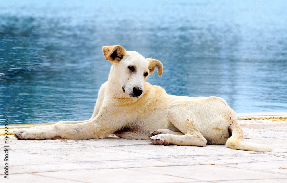 Duży pies odpoczywający nad brzegiem wody w Midoun Tunezja - obrazy, fototapety, plakaty 