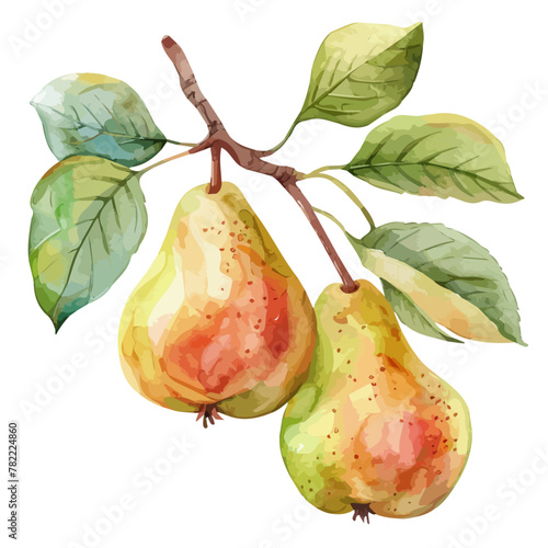 Watercolor painting of pear fruit on branch, isolated on a white background, drawing clipart, Illustration Vector, Graphic Painting, design art, logo, pear fruit vector.