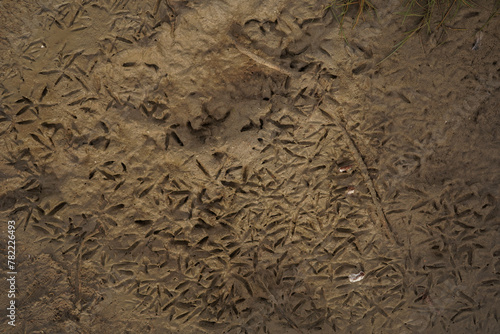 Schilderij op canvas Bird footprints in the mud