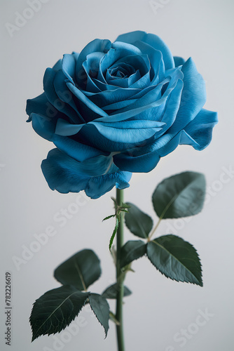 blue rose isolated on white background. elegant rose in a studio setting.