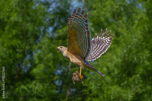 Red-shouldered Hawk with its prey