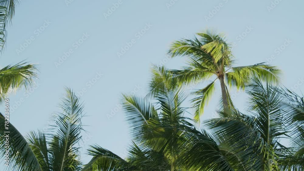 Low angle of palms in wind against the sky on Waikiki Beach in Hawaii Low angle of palms in wind against the sky on Waikiki Beach in Hawaii