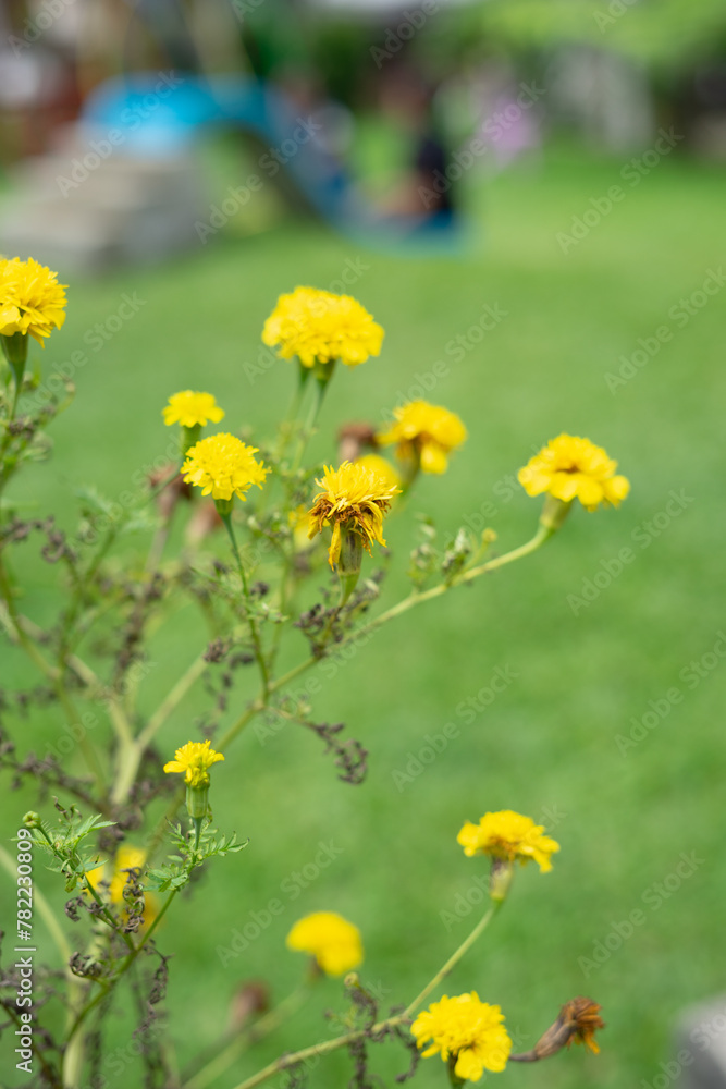 Taraxacum officinale, the dandelion or common dandelion, is a herbaceous perennial flowering plant in the daisy family Asteraceae.