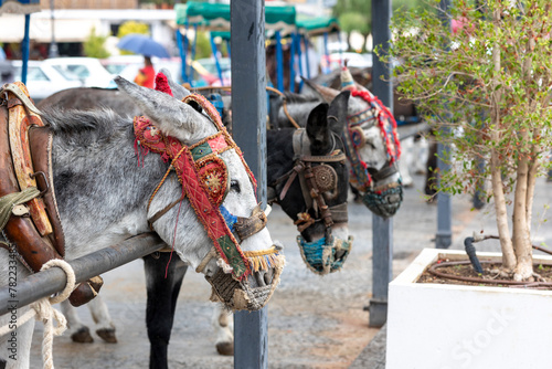 Row of donkey taxis photo