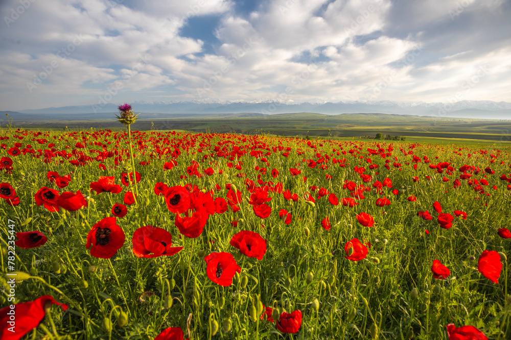 Obraz premium Poppy fields in Azerbaijan. Beautiful landscape with mountain peaks in Azerbaijan. Fields with beautiful flowers in the Ismayilli region of Azerbaijan