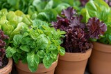 Planting herbs and salad in pots