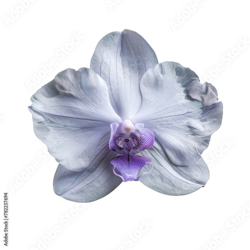 Purple flower on a Transparent Background