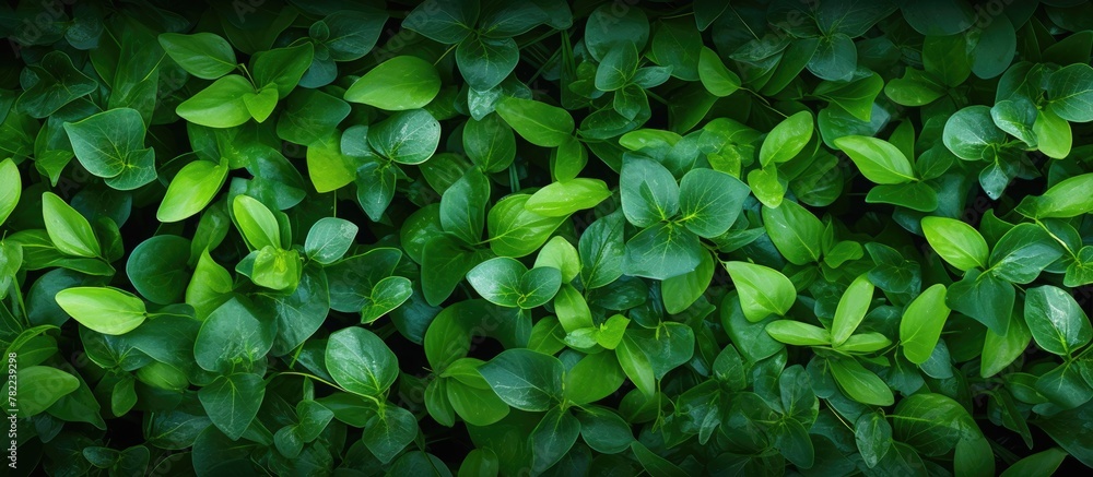 Green foliage pattern on a wall Green foliage pattern on a wall