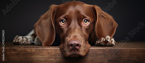 A brown-eyed canine resting head on edge of table
