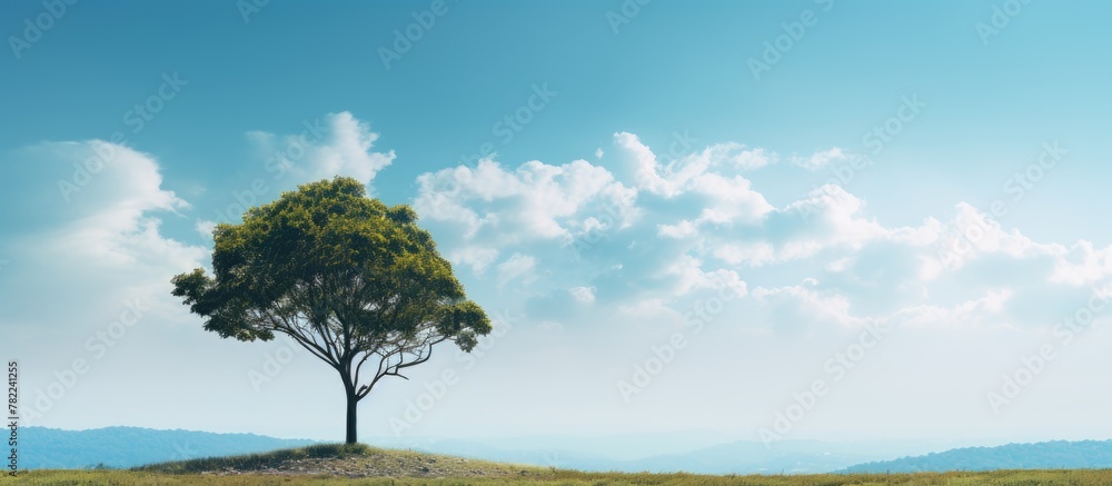 A tall tree stands against a clear sky