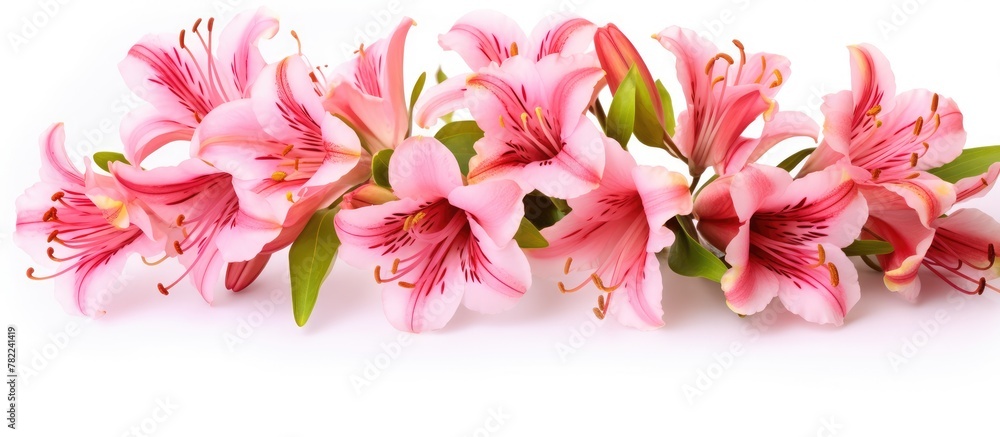 Pink flowers on a white surface with green leaves