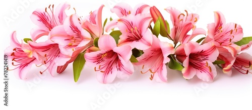 Pink flowers on a white surface with green leaves