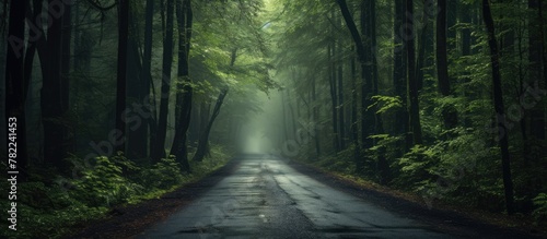 Desolate path through dense forest with fog