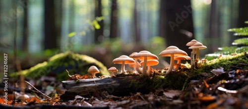 Mushrooms growing on forest log with green moss and autumn leaves photo