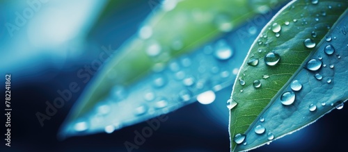 Close-up of dew-covered leaf © HN Works