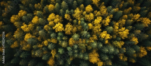 Aerial view of autumn forest with yellow and green trees