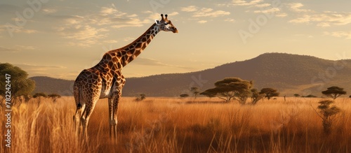 Giraffe in grassy savanna