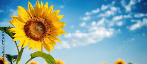 Sunflower under clear blue sky