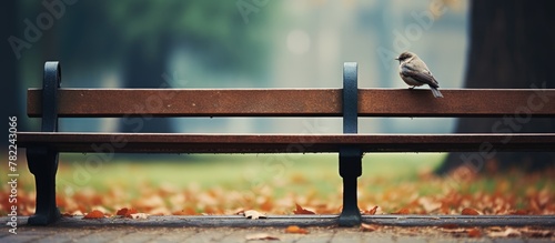 Bird perched on park bench photo