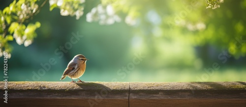 Small bird perched on sunny ledge photo