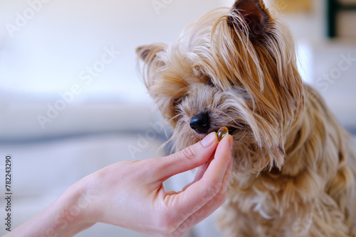 An Unrecognized Woman Giving Omega 3 Vitamins Pills His Yorkshire Terrier's At Home. Dog's Skin And Coat Supplement. Pet Healthcare. Veterinary And Animal Clinic. photo