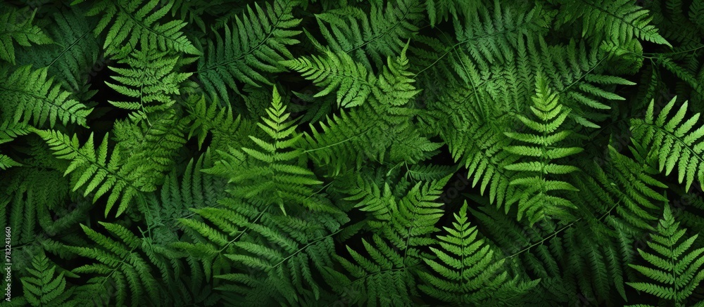 Green fern leaf pattern close-up
