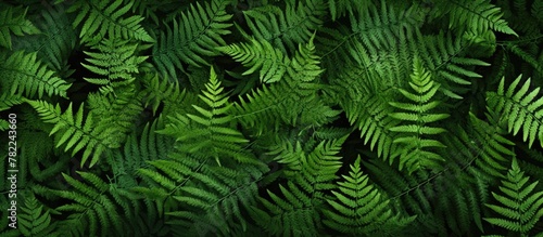 Green fern leaf pattern close-up