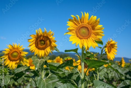 Vibrant sunflowers under a clear blue sky