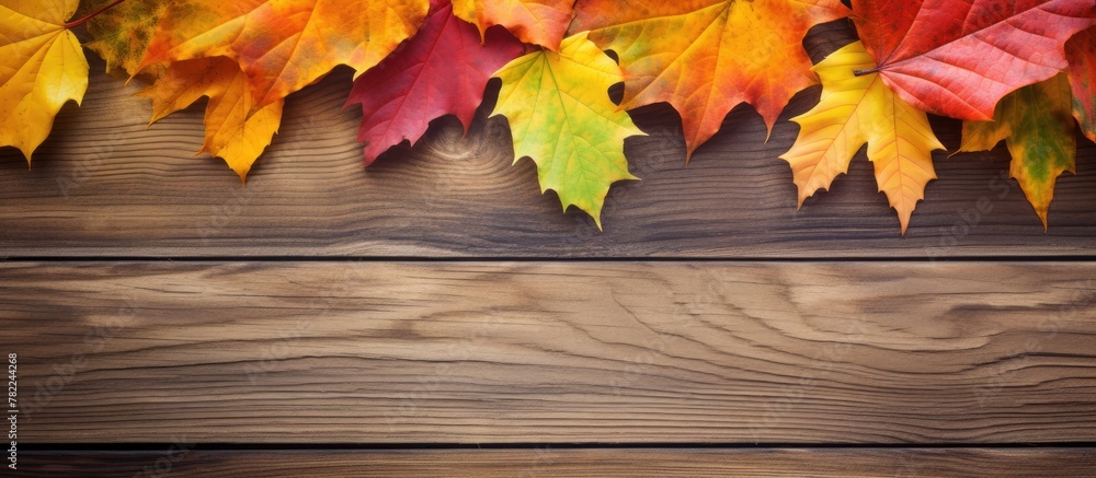 Autumn leaves on wooden backdrop Autumn leaves on wooden backdrop