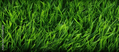 Green grass field backdrop
