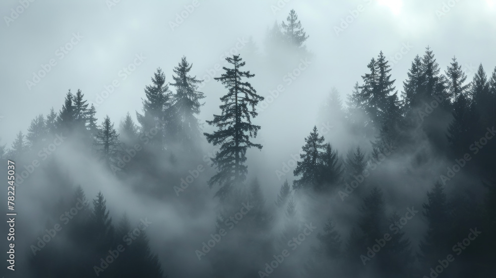 Misty forest with silhouette of trees at dawn Misty forest with silhouette of trees at dawn