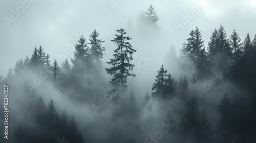 Misty forest with silhouette of trees at dawn
