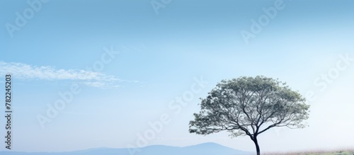 Single tree in vast field photo